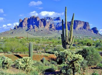 Cactus plants growing on land against mountains