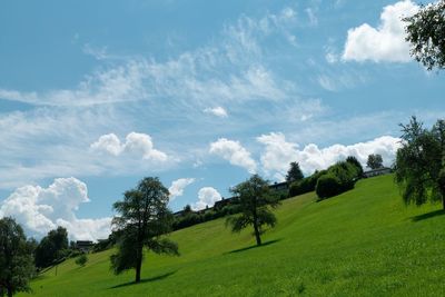 Trees on field against sky