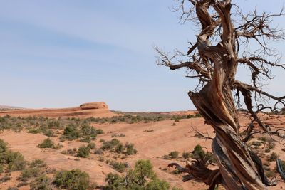 Bare tree on desert against sky