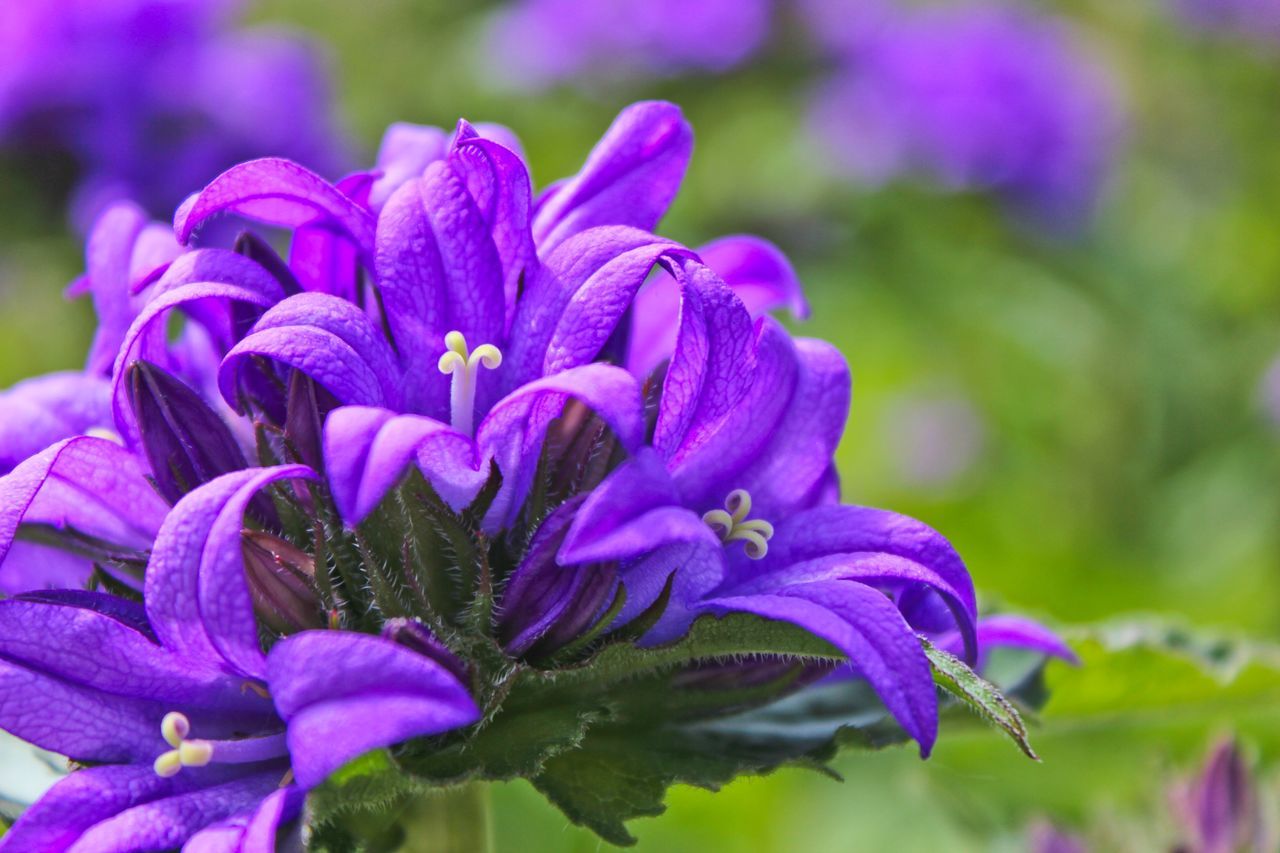 flower, petal, freshness, purple, fragility, flower head, growth, beauty in nature, close-up, focus on foreground, blooming, nature, plant, in bloom, park - man made space, selective focus, blossom, pollen, outdoors, day