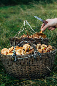 Hand holding mushrooms in basket on field
