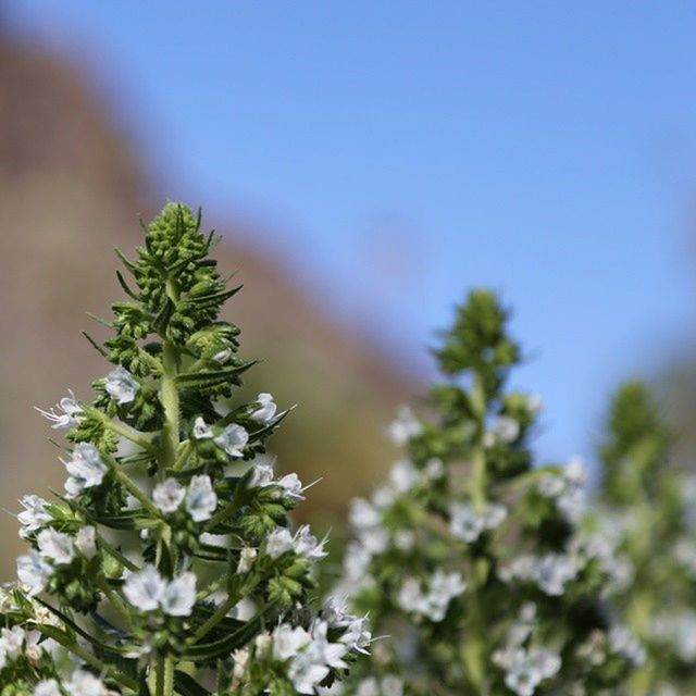 flower, growth, freshness, fragility, plant, beauty in nature, nature, focus on foreground, close-up, stem, selective focus, blooming, blue, petal, flower head, sky, white color, in bloom, day, outdoors