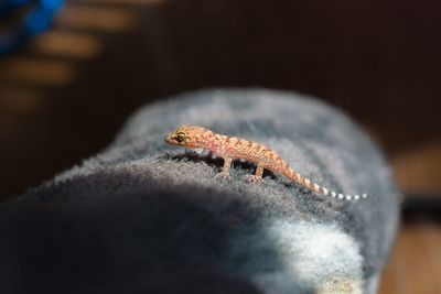 Close-up of baby lizard on hand