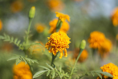Close-up of yellow marigold flowers