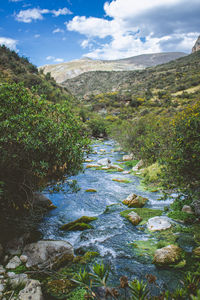 Scenic view of stream amidst plants against sky