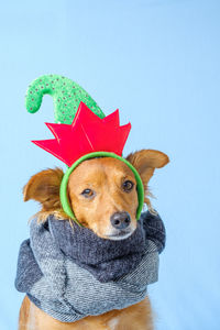 Portrait of dog wearing hat against blue background