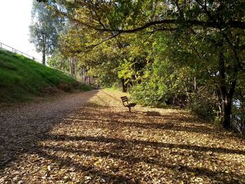 View of cat on footpath