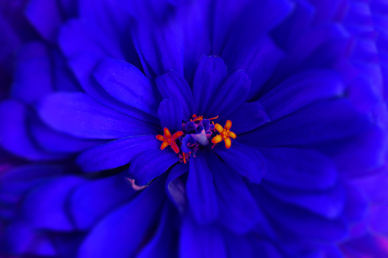 flower, flowering plant, plant, beauty in nature, freshness, close-up, petal, fragility, flower head, inflorescence, growth, purple, macro photography, nature, blue, pollen, no people, macro, full frame, backgrounds, outdoors, botany, selective focus