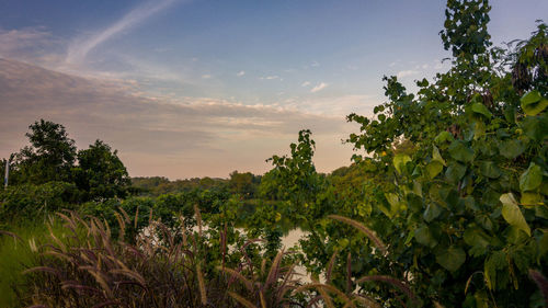 Trees on landscape against cloudy sky