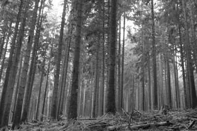 Trees in forest