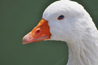 Close-up of swan