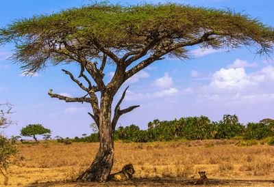 Tree on field against sky