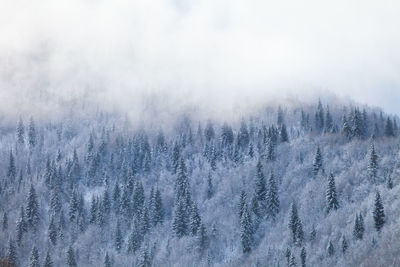 Snow covered trees in forest