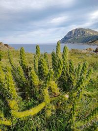 Plants growing on land by sea against sky