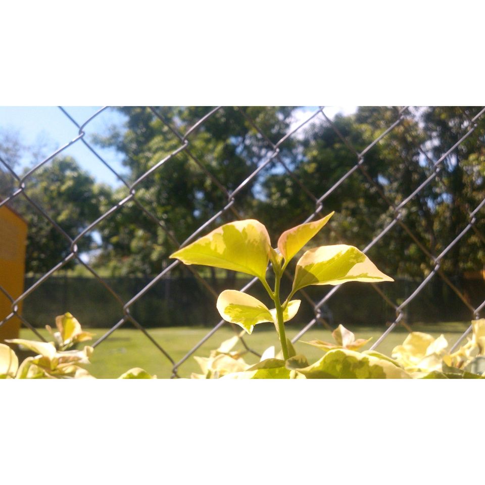 leaf, focus on foreground, growth, branch, close-up, nature, green color, transfer print, tree, fence, yellow, plant, day, beauty in nature, auto post production filter, outdoors, chainlink fence, stem, no people, twig