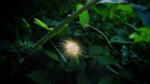 Close-up of dandelion plant