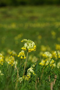 Close-up of yellow flowering plant on field