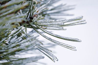 Close-up of icicles on pine tree against snow