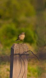 Bird perching on wooden post