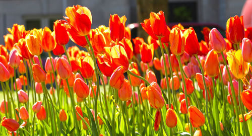 Close-up of red tulip flowers in field