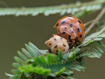 Close-up of ladybug on plant