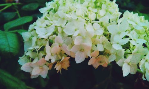 Close-up of hydrangea flowers growing outdoors