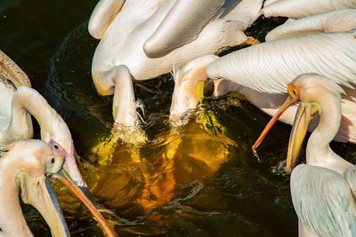 High angle view of turtle in lake