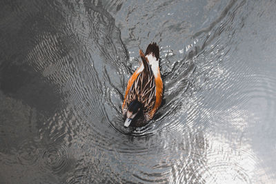 High angle view of birds swimming in lake