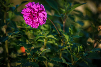 Close-up of flower blooming outdoors