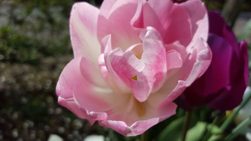 Close-up of pink flower