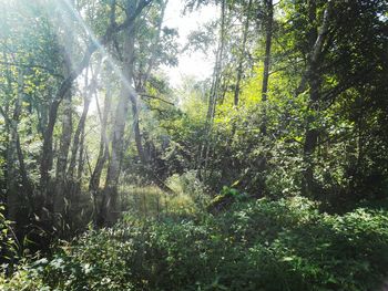 Low angle view of trees in forest