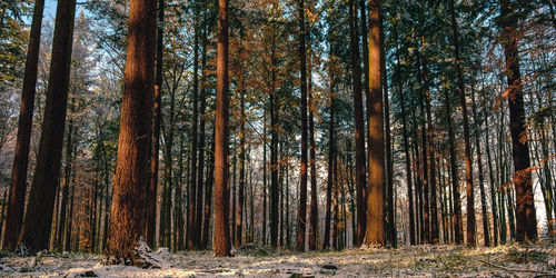 Trees in forest against sky