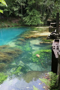Scenic view of lake in forest