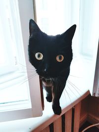 Portrait of black cat on window at home