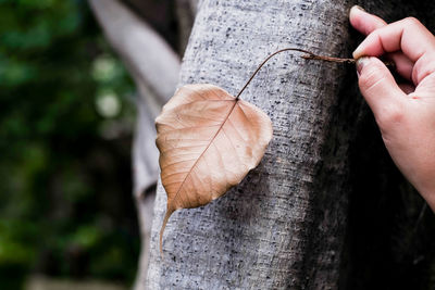 Close-up of hand holding maple leaf on tree trunk