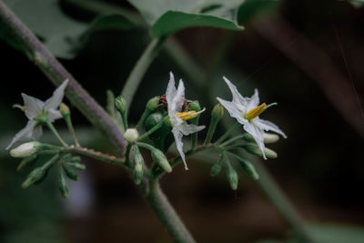 Close-up of white flowering plant