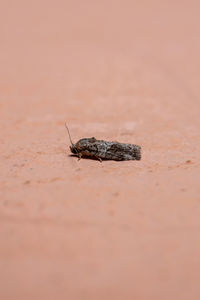 Close-up of insect on land