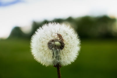 Close-up of dandelion against sky