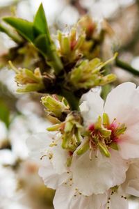 Close-up of flowers