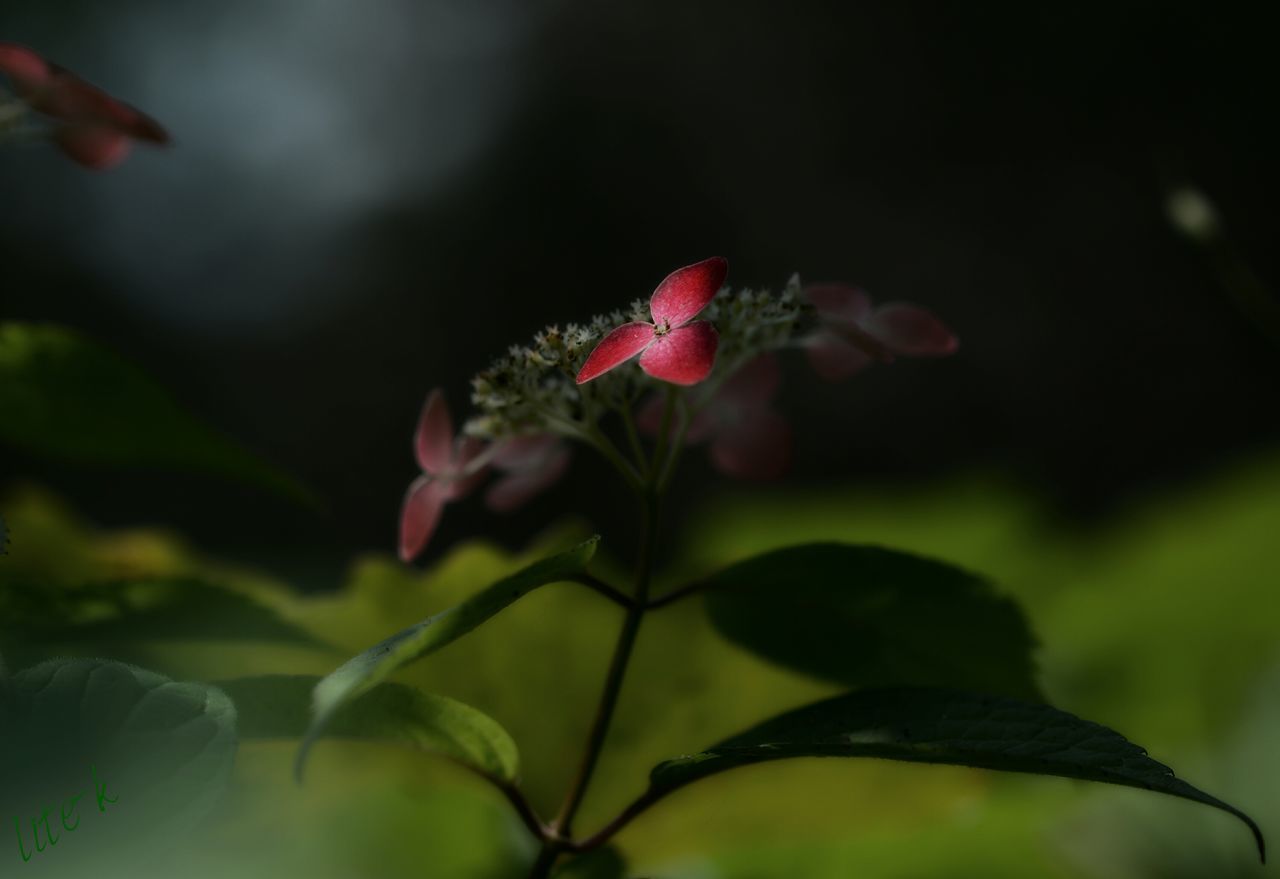 flower, growth, nature, beauty in nature, fragility, petal, leaf, plant, freshness, no people, close-up, red, outdoors, day, flower head
