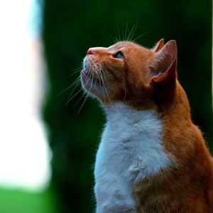 Close-up of a cat looking away