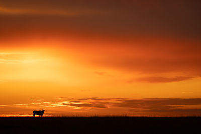 Scenic view of sunset sky during sunrise