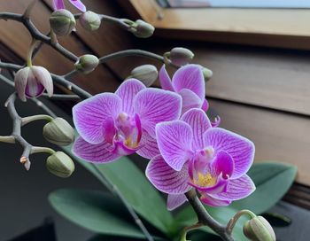 Close-up of purple orchids