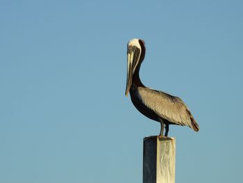 Bird perching on wooden post against clear sky