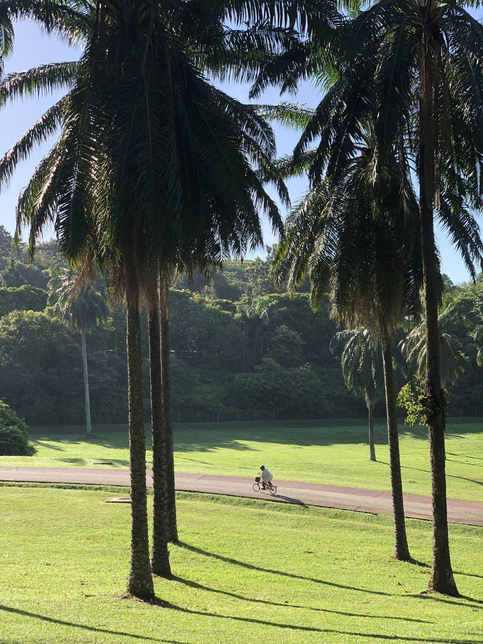 PALM TREES GROWING ON FIELD