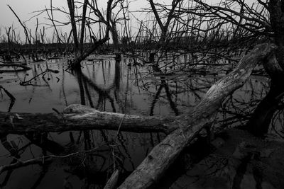 Bare trees by lake