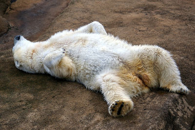 Close-up of a sleeping polar bear
