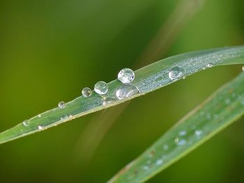 Close-up of water drops on blade of grass