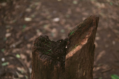 Close-up of tree stump in forest