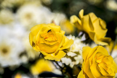 Close-up of yellow flowering plant on field